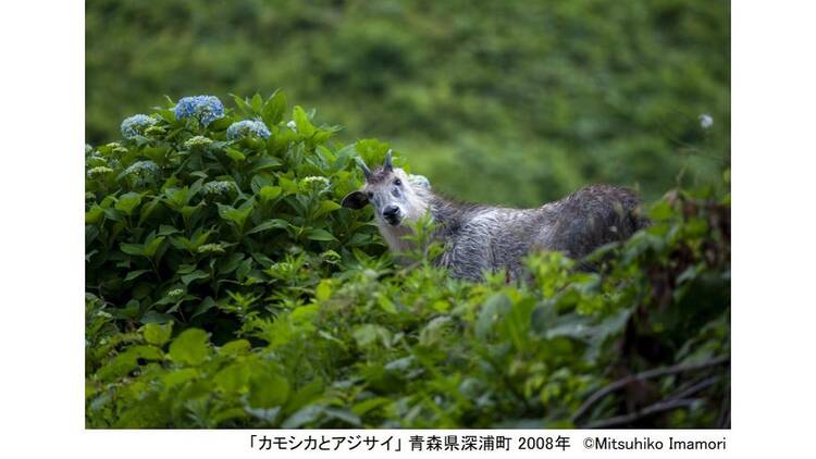 写真展 今森光彦 にっぽんの里山を旅する