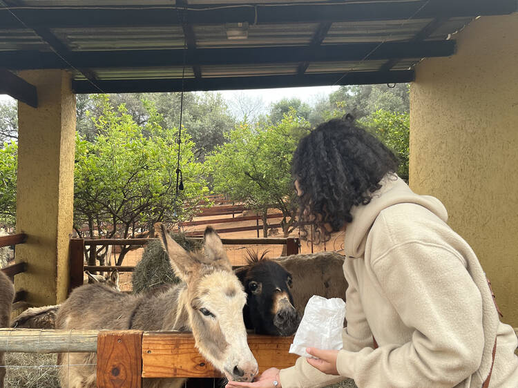 Discover The Donkey Dairy