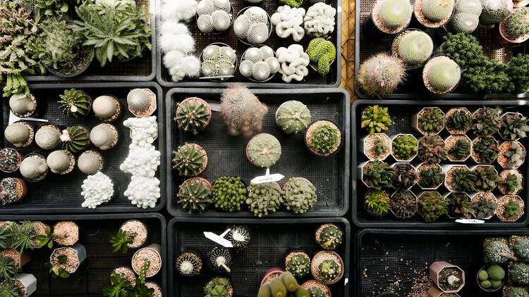 A plant they can’t kill