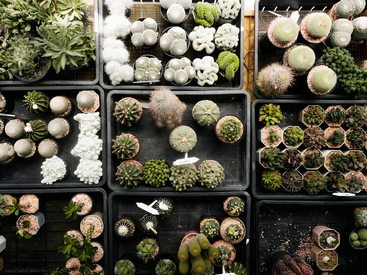 A plant they can’t kill