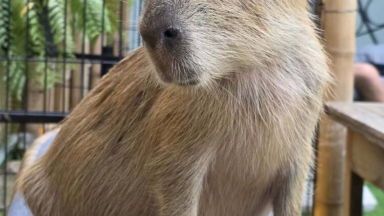 Seek out your next emotional support animal at the Capybara Cafe