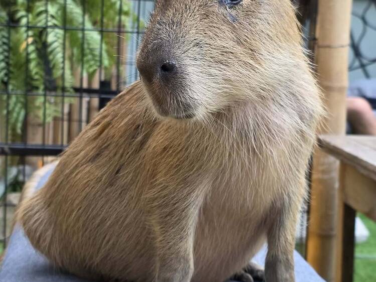 Seek out your next emotional support animal at the Capybara Cafe