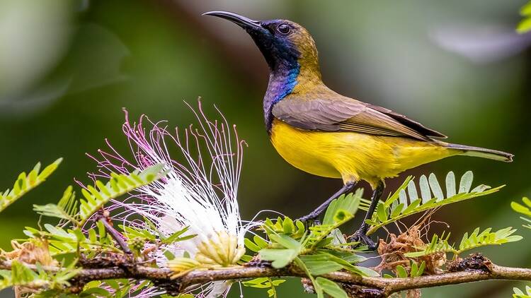 Nature sustainability tours at Gardens by the Bay Singapore