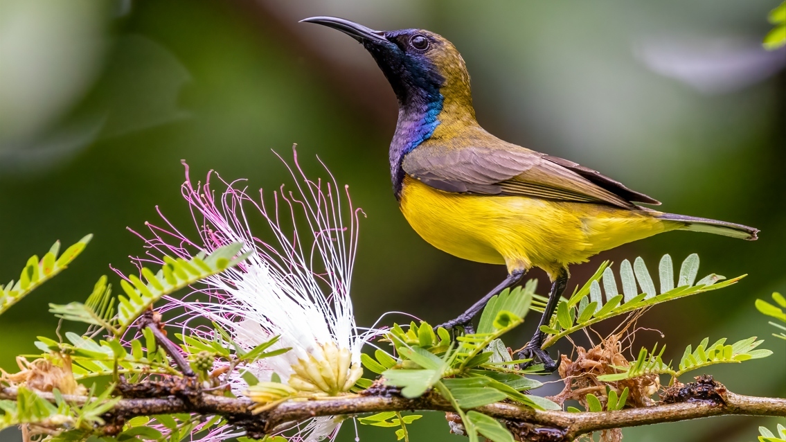Gardens by the Bay launches two brand new weekend nature tours, participation is free for Singaporeans