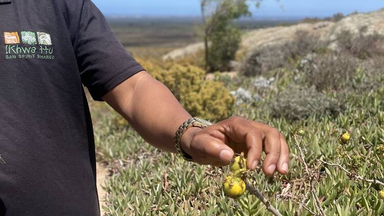 9. Take a Day Trip to !Khwa ttu