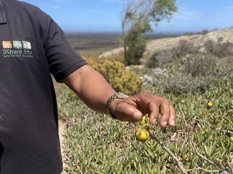 9. Take a Day Trip to !Khwa ttu