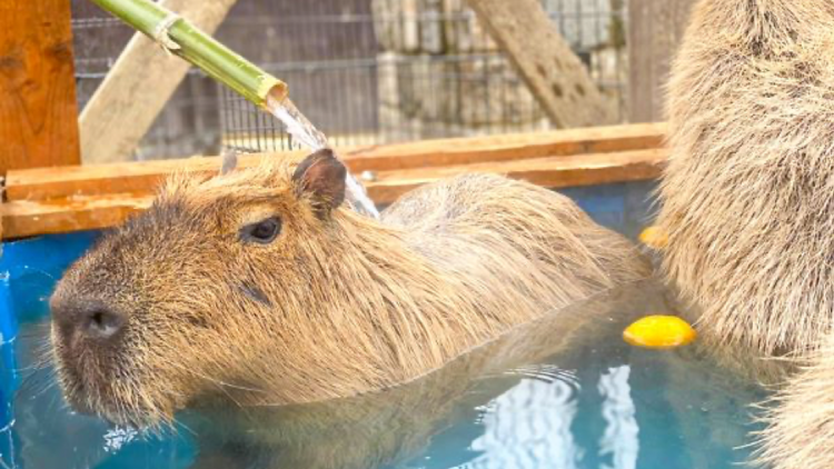 Capybara Hot Springs