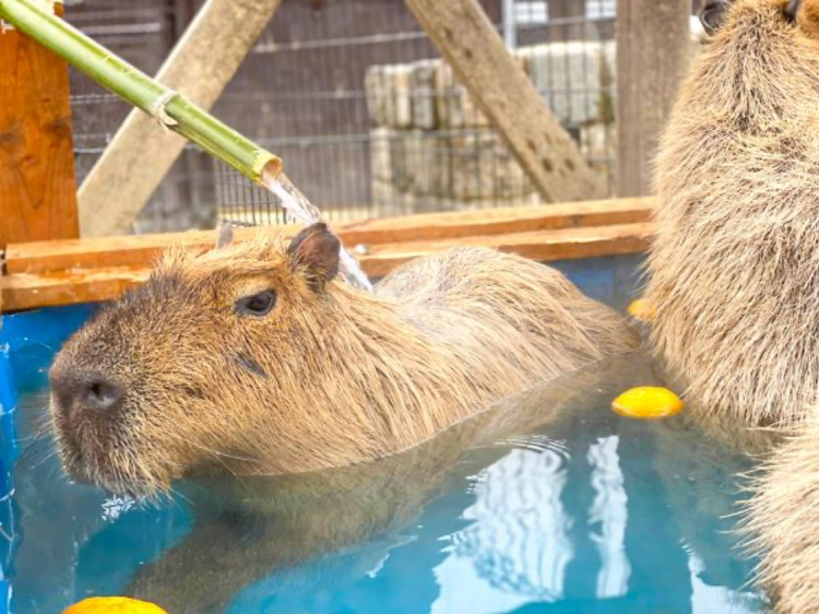 Capybara Hot Springs