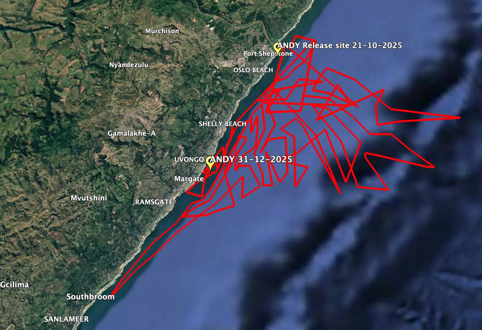 Andy the Turtle's movements