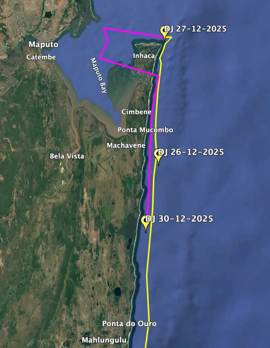 DJ the Turtle's movements