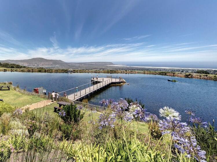 Cape Point Vineyards, Noordhoek Cape Point Vineyards, Noordhoek