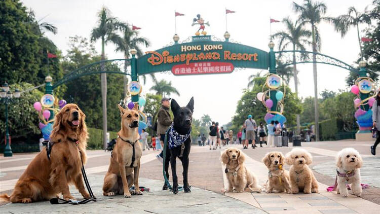 Dogs in Disneyland Hong Kong Dogs in Disneyland Hong Kong