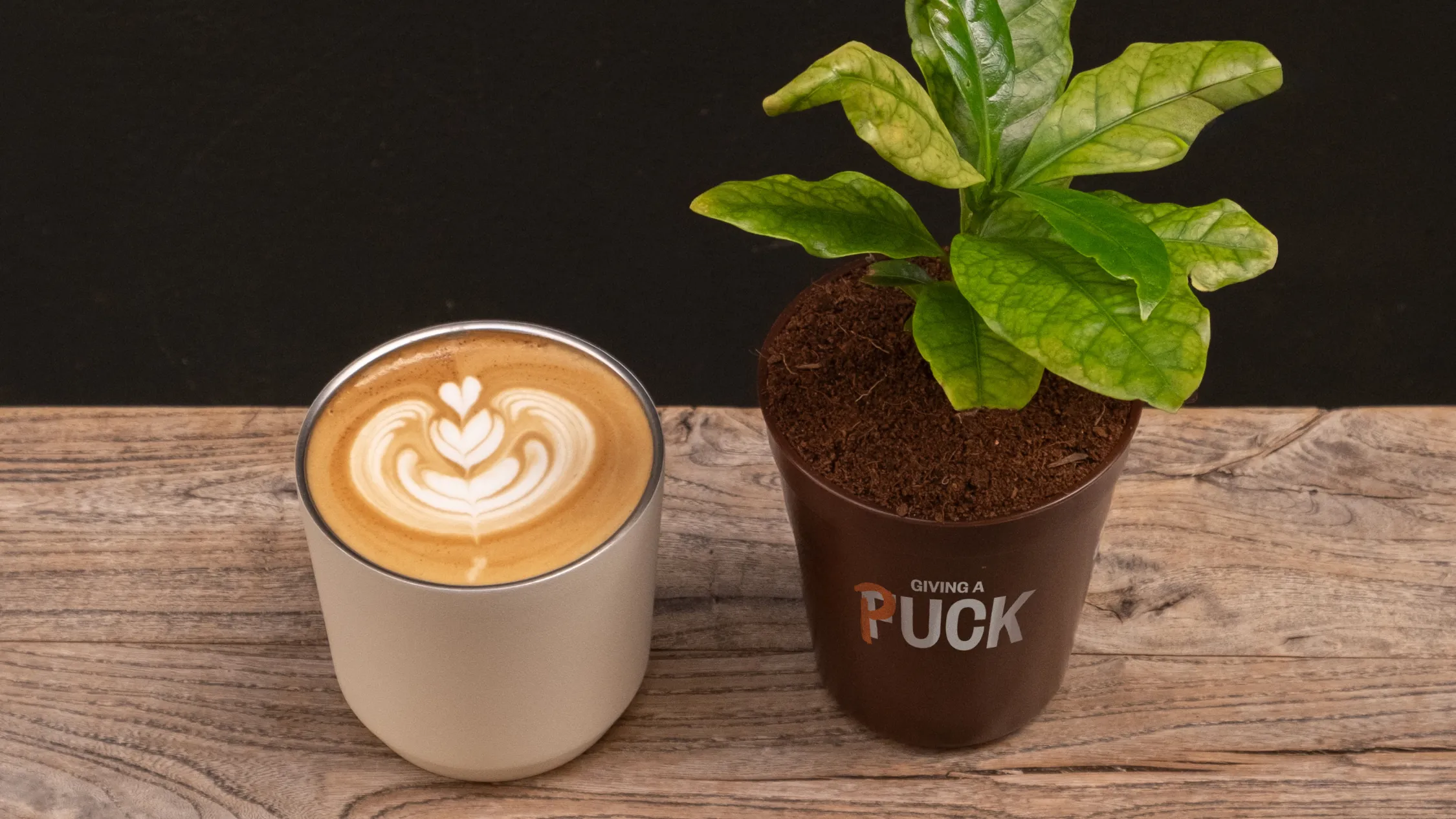 Give a Puck plant and a coffee