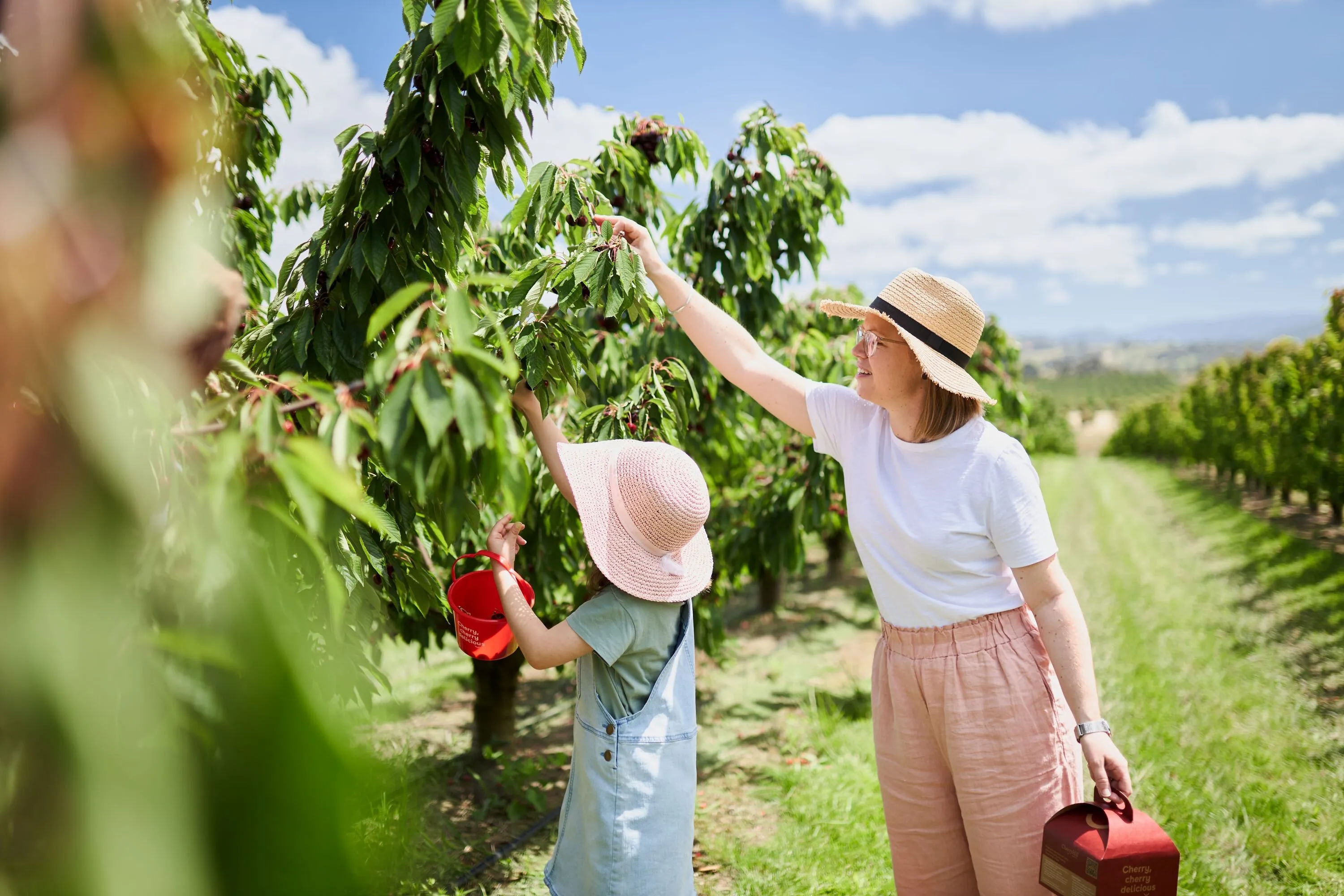 Mum and daughter picking cherries