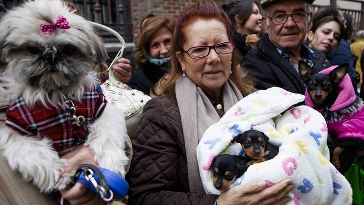 Fiestas de San Antón. Ayuntamiento de Madrid