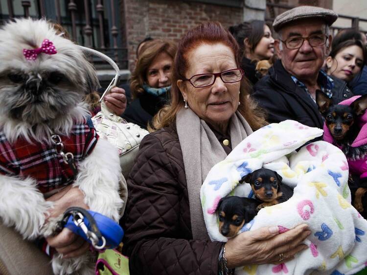 Vuelven las fiestas de San Antón 2026 con sus tradicionales panecillos, el desfile de mascotas y talleres infantiles