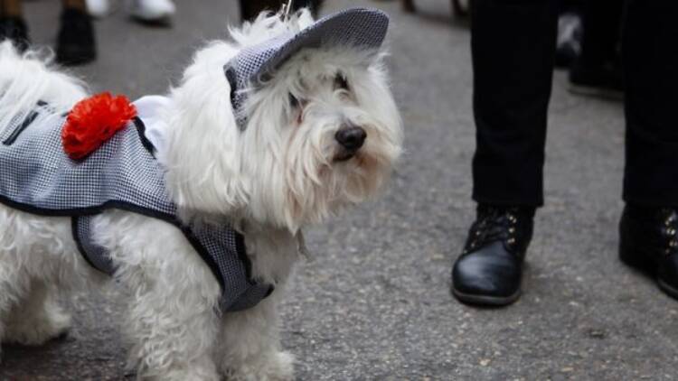 Fiestas de San Antón (17 de enero)