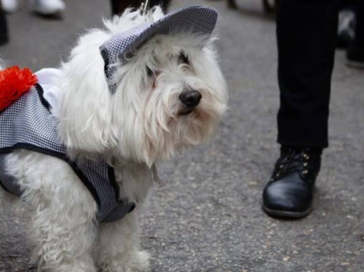 Fiestas de San Antón (17 de enero)