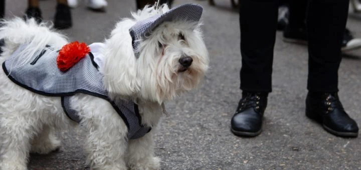 Fiestas de San Ant&oacute;n. Ayuntamiento de Madrid