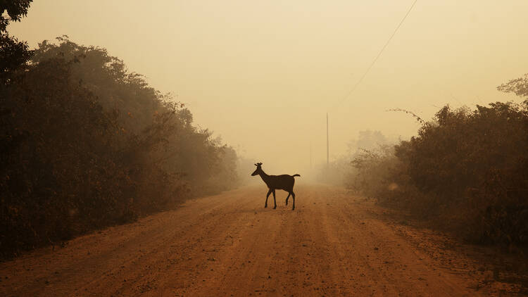 Go to the Science Museum’s powerful free photography exhibition ‘Water Pantanal Fire’