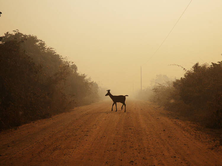 Go to the Science Museum’s powerful free photography exhibition ‘Water Pantanal Fire’