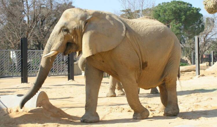 susi, elefanta, zoo susi, elefanta, zoo