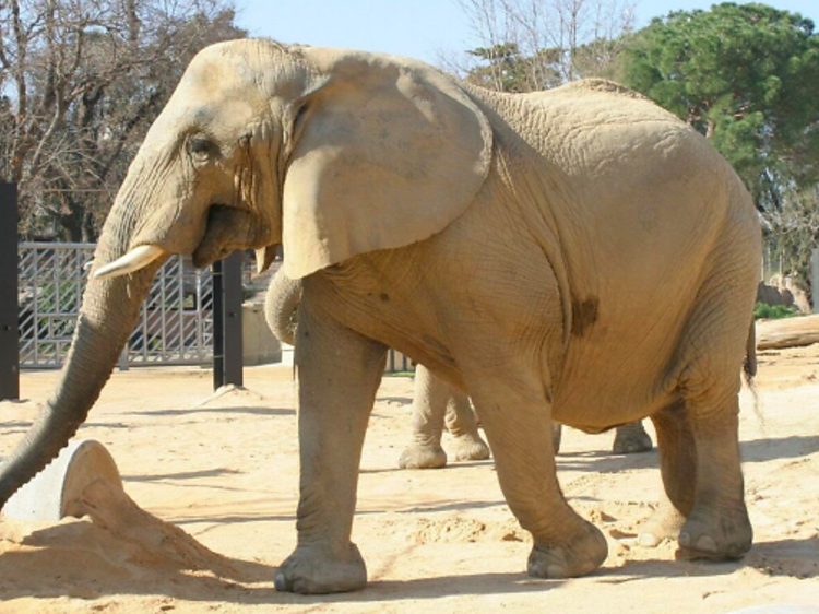 Mor als 55 anys la Susi, l’elefanta més longeva del Zoo de Barcelona, que tanca per un dia