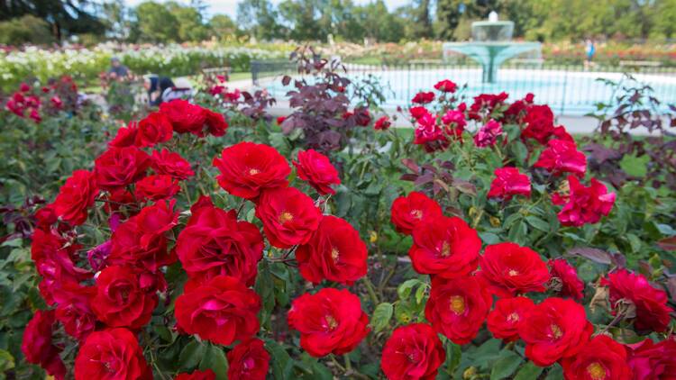 Spend an aromatic afternoon at the San Jose Municipal Rose Garden