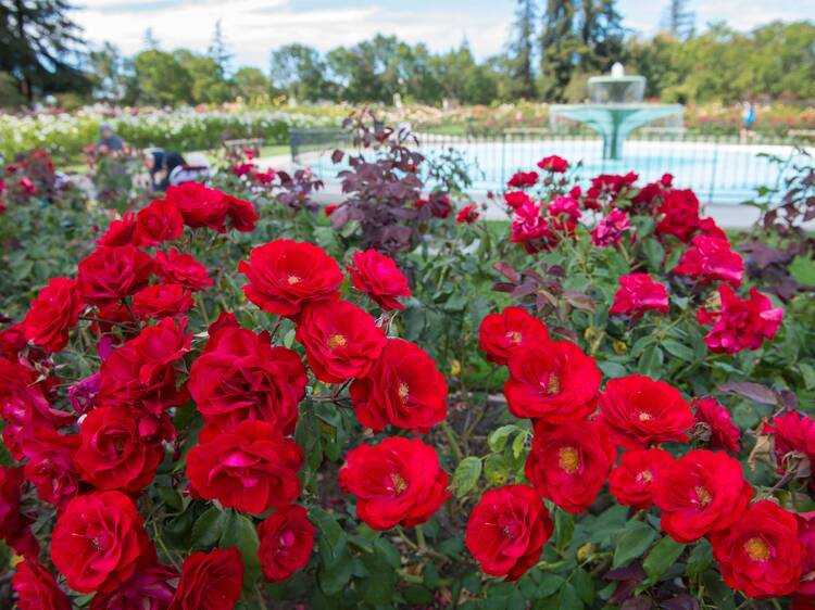 Spend an aromatic afternoon at the San Jose Municipal Rose Garden