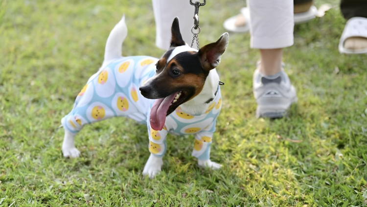 6. Wachirabenchatat Pet Park if you’ve got good boys and girls in tow