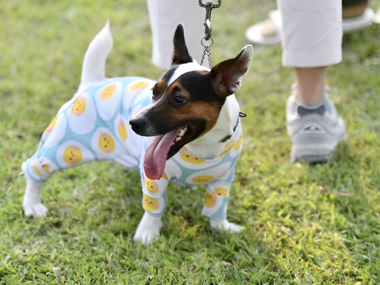 6. Wachirabenchatat Pet Park if you’ve got good boys and girls in tow