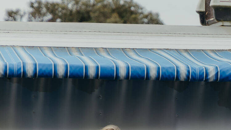 People buying sunflowers.