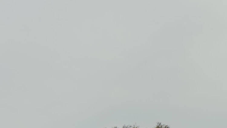 An airstream caravan in a field of sunflowers.