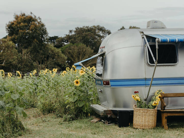 Surf Coast Sunflowers