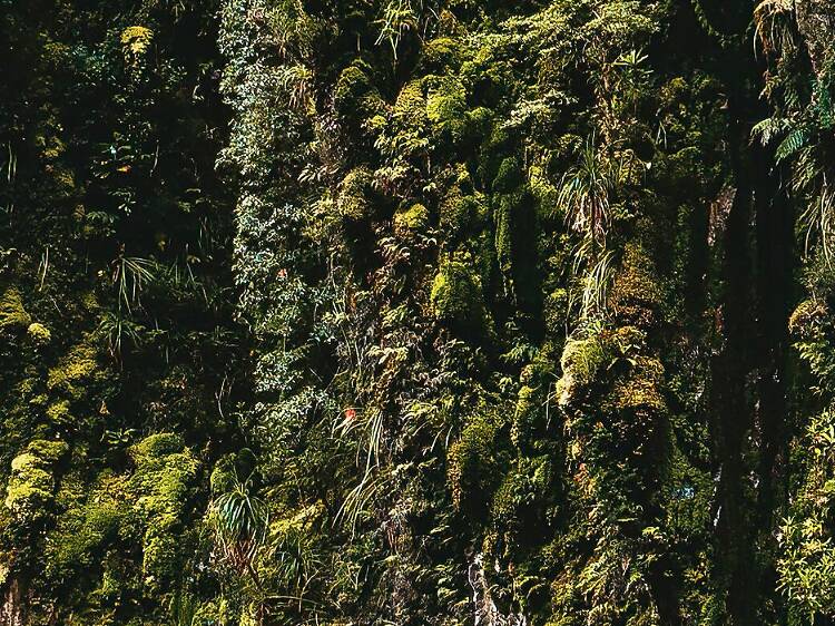 Chase waterfalls in Franklin-Gordon Wild Rivers National Park