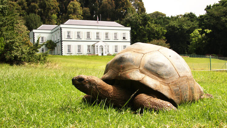 Meet Jonathan, the world's oldest living tortoise
