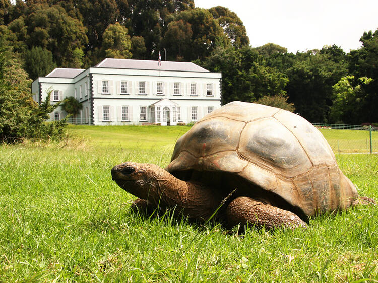 Meet Jonathan, the world's oldest living tortoise
