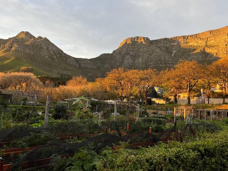 Oranjezicht City Farm (not the market)