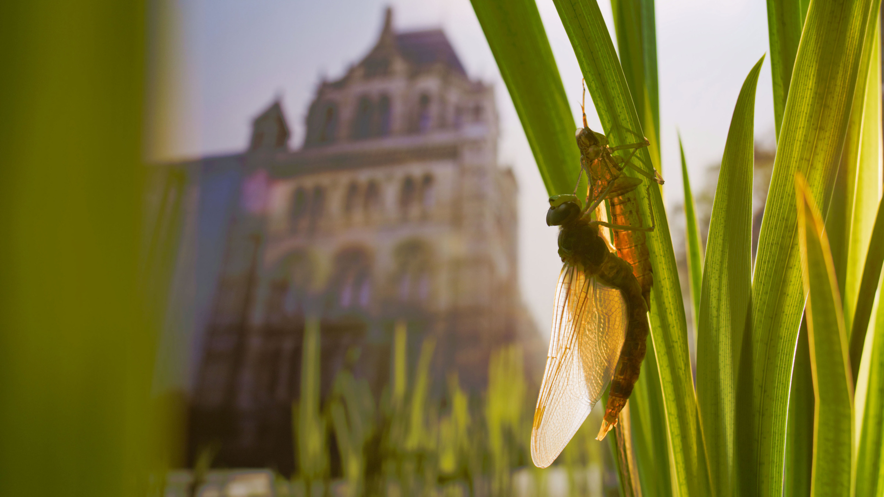 TITLE:Wild London,EP NUMBER: