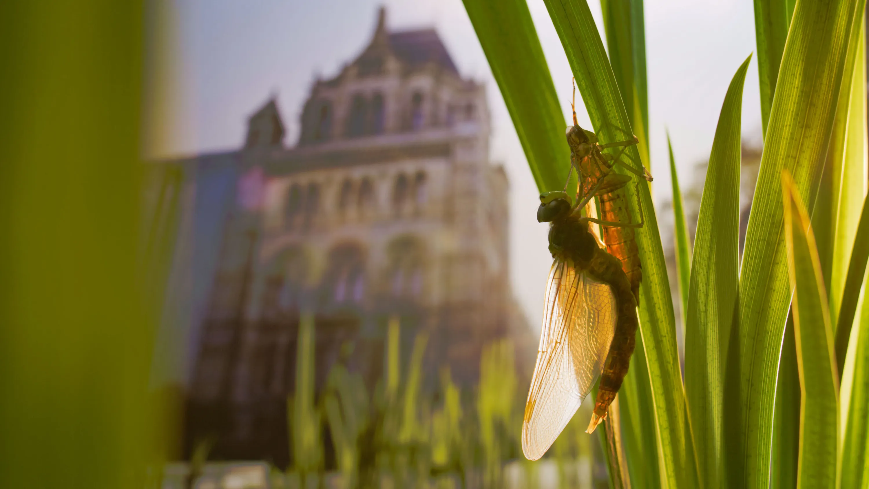 TITLE:Wild London,EP NUMBER: