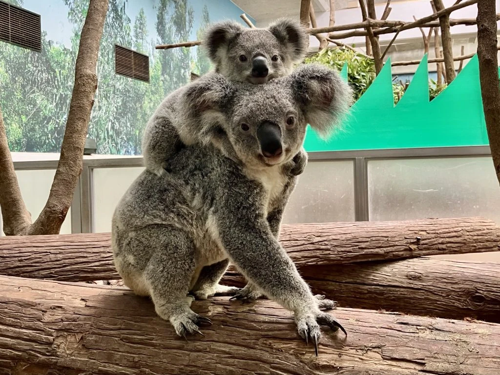 鹿児島市平川動物公園
