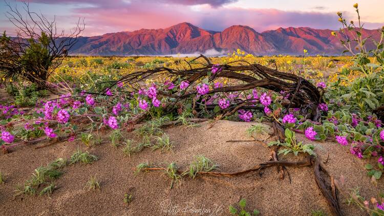 California wildflowers California wildflowers