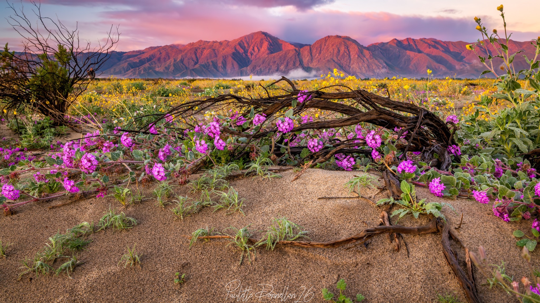 Early-Season Wildflowers Are Already Blooming at Anza-Borrego