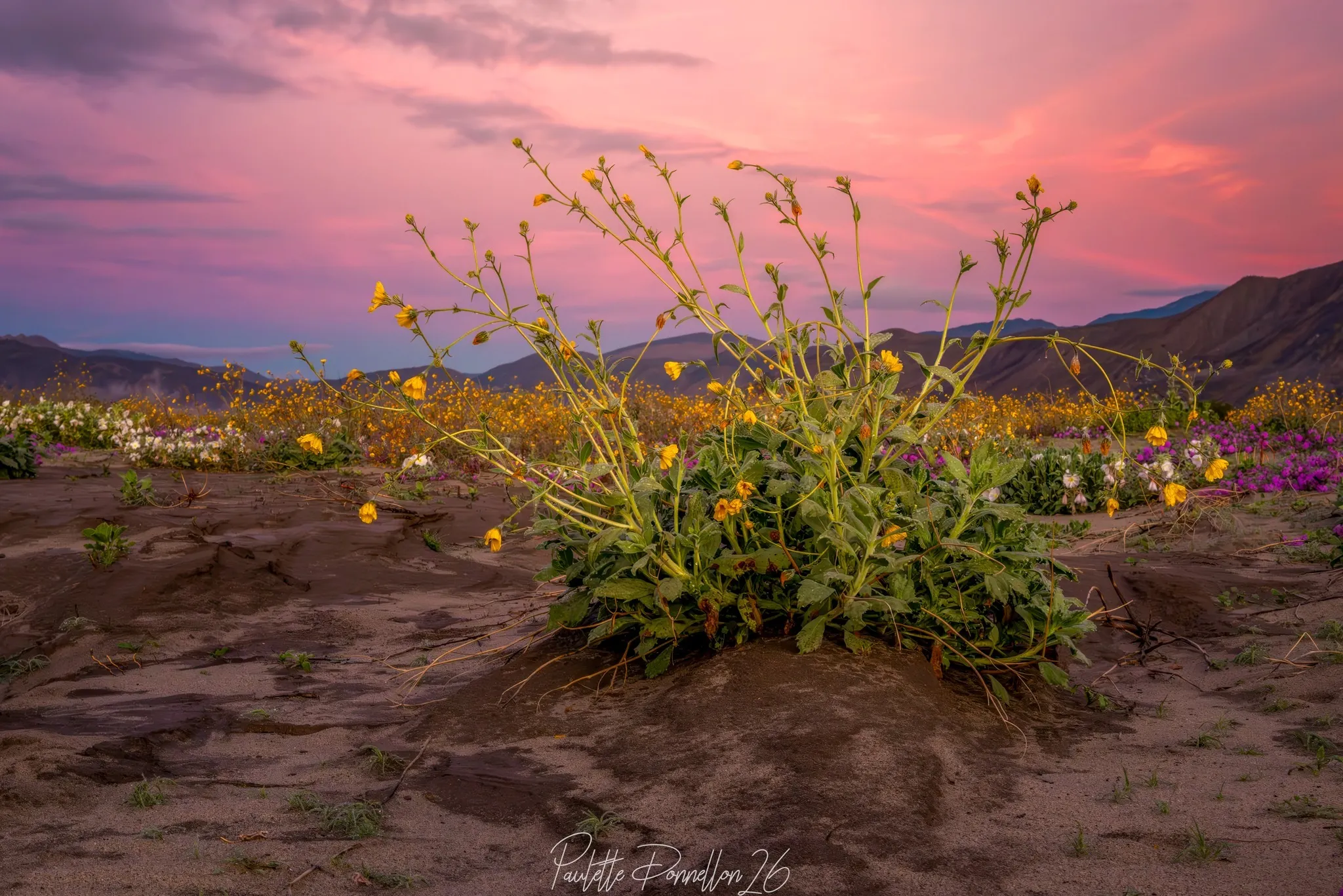 California wildflowers