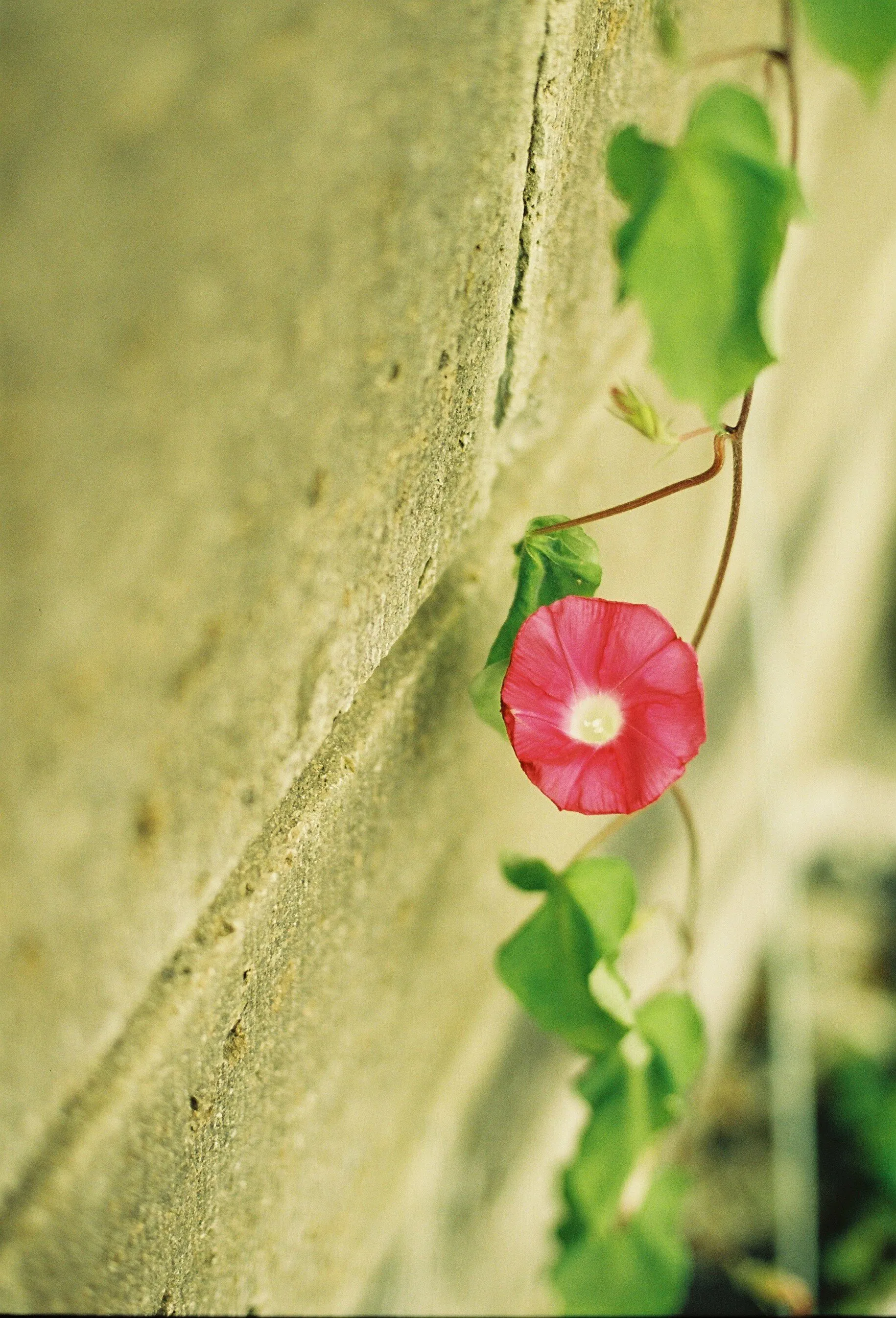 フィルムカメラ