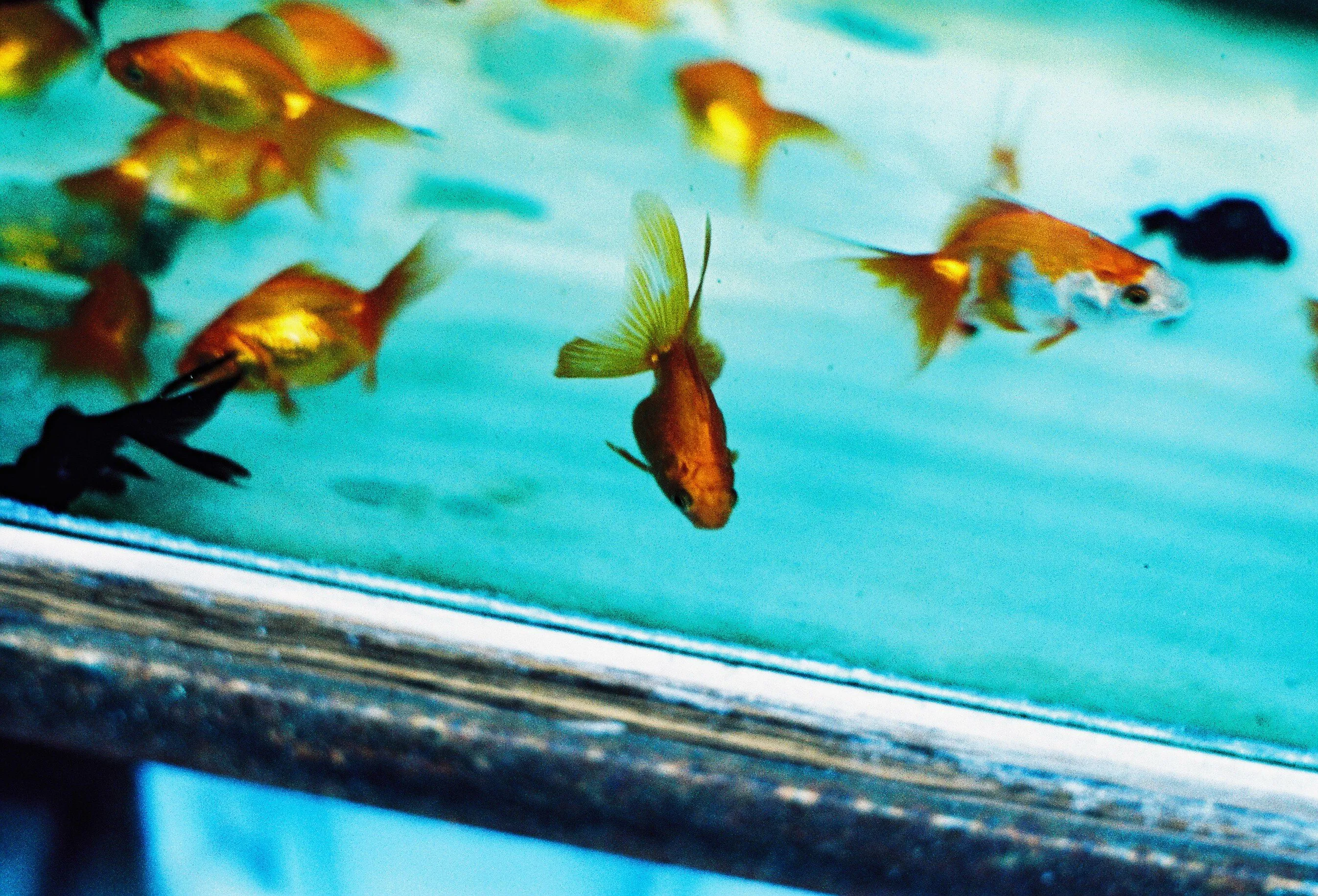 フィルムカメラ