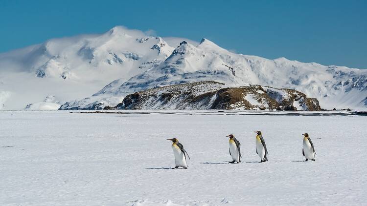 South Georgia Island, penguins walking