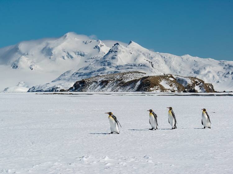 Borneo, Chile, Scotland: The best wildlife destinations for 2026, according to The Telegraph