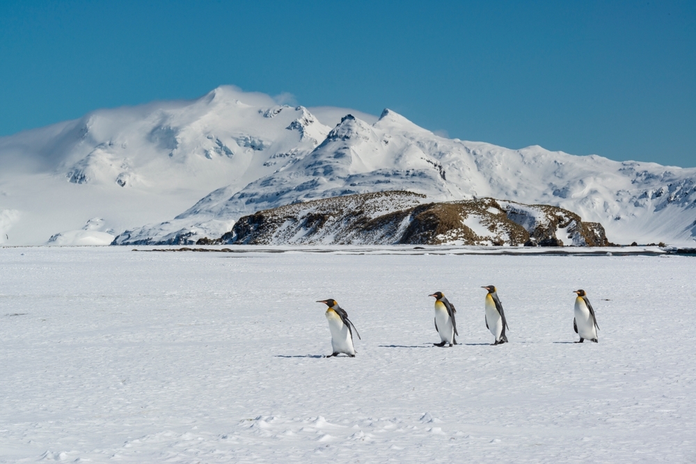Borneo, Chile, Scotland: The best wildlife destinations for 2026, according to The Telegraph