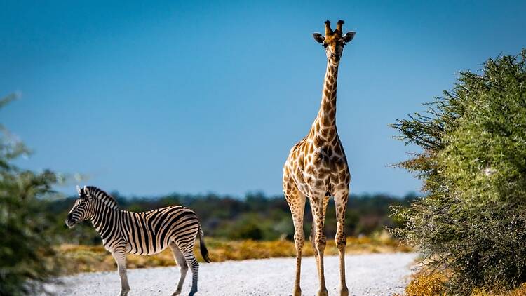 Giraffe and zebra in Namibia Giraffe and zebra in Namibia